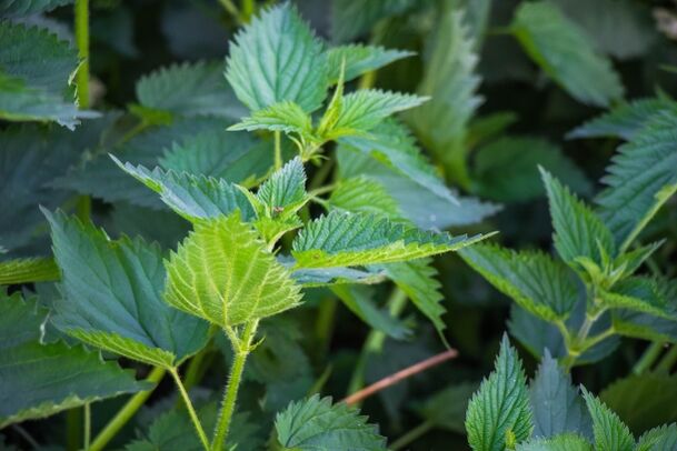 Nettle for the preparation of a medicinal infusion for problems with potency