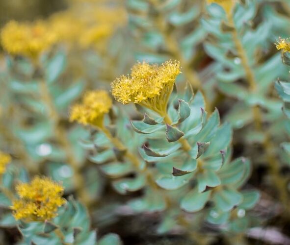 Rhodiola helps with neuroses against the background of potency disorders