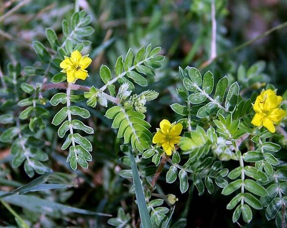 Tribulus enhances the function of the male reproductive system