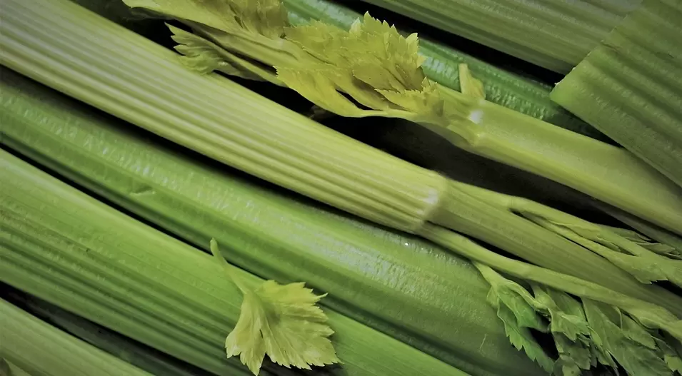 celery for potency